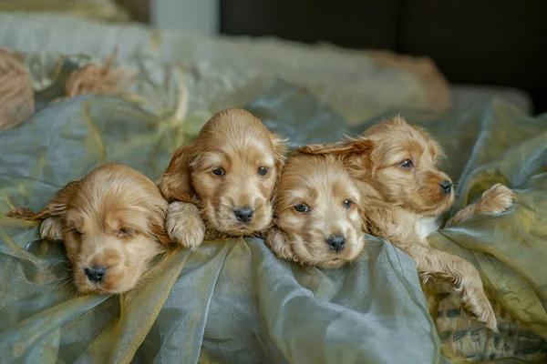 Four Cocker Spaniel Puppies Sitting Basket House Love Dogs Birth — Stock Photo, Image