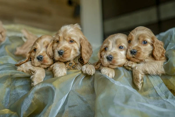 Four Cocker Spaniel puppies are sitting in a basket in the house. Love for dogs. Birth of Cocker Spaniel puppies.