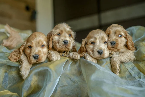 Four Cocker Spaniel puppies are sitting in a basket in the house. Love for dogs. Birth of Cocker Spaniel puppies.