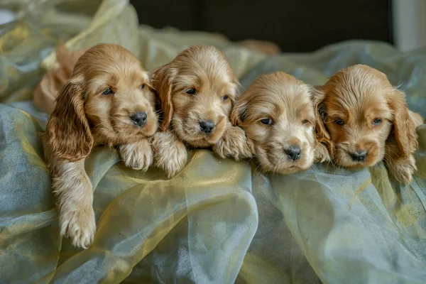 Four Cocker Spaniel puppies are sitting in a basket in the house. Love for dogs. Birth of Cocker Spaniel puppies.