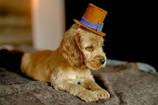 Little Cocker Spaniel Puppies Top Hats Sitting Bed House Preparing — Fotografia de Stock