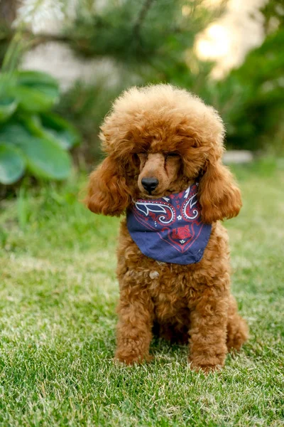 A brown poodle puppy sits in the yard on the grass in the summer in a cowboy hat and scarf. Cowboy poodle costume for Halloween. Stylish dog costume.