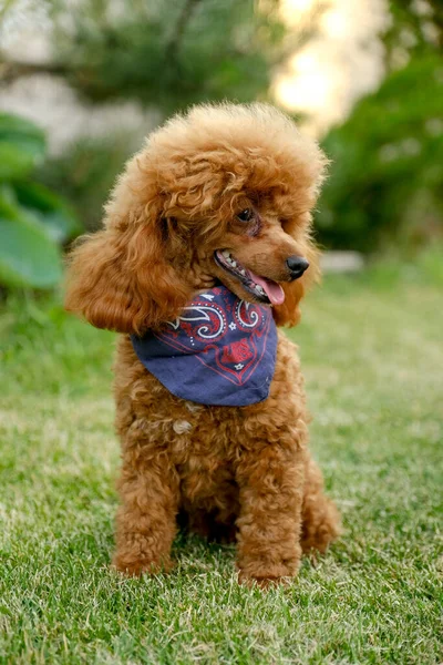 Brown Poodle Puppy Sits Yard Grass Summer Cowboy Hat Scarf — Fotografia de Stock