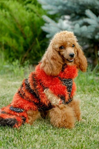 Brown Poodle Red Dress Summer Vacation Your Pets Brown Poodle — Photo