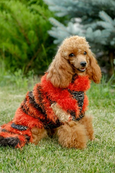 Brown Poodle Red Dress Summer Vacation Your Pets Brown Poodle — Fotografia de Stock