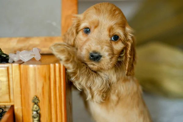 Love Pets Cocker Spaniel Puppy Jewelry Box Cute Bejeweled Puppy — стоковое фото