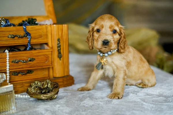 Love Pets Cocker Spaniel Puppy Jewelry Box Cute Bejeweled Puppy — Fotografia de Stock