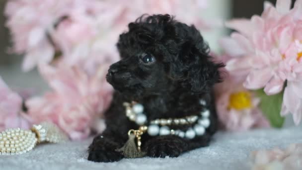 Small Black Poodle Puppy Sits Bed Flowers Gift Girl Black — Vídeos de Stock