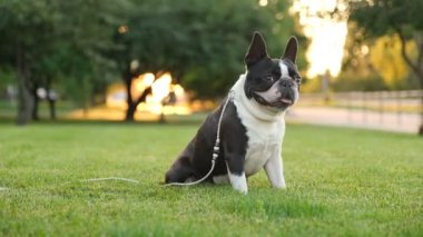 Akşamları yürüyüşe çıkan Fransız bulldog. Siyah ve beyaz fransız bulldog yazın parkta çimlerin üzerinde oturur. Hayvanlar için aşk.