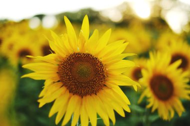 Deficit of sunflower oil in the world. Sunflower field. Sunflower bloom in summer. New sunflower crop.