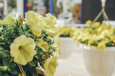 Flowered yellow petunias in pots. Commercial gardening. Decorative decoration with live pitunias in pots.