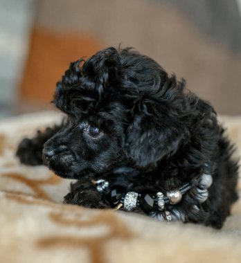 A small black poodle puppy lies on a blanket in a room. The best holiday gift for a child. Love for dogs. The appearance in the family of a puppy of a black poodle.