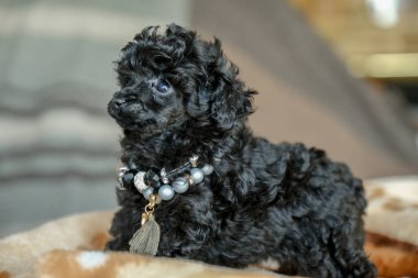A small black poodle puppy lies on a blanket in a room. The best holiday gift for a child. Love for dogs. The appearance in the family of a puppy of a black poodle.