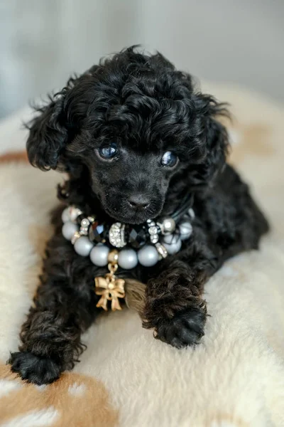 Small Black Poodle Puppy Lies Blanket Room Best Holiday Gift — Photo