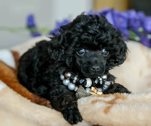 Small Black Poodle Puppy Lies Blanket Room Best Holiday Gift — Fotografia de Stock