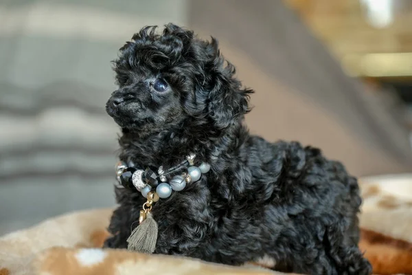 Small Black Poodle Puppy Lies Blanket Room Best Holiday Gift — Fotografia de Stock