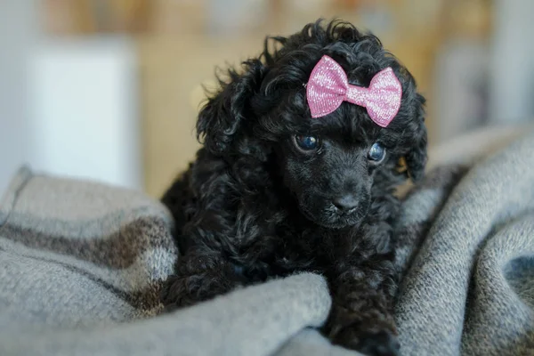 Small Black Poodle Puppy Lies Blanket Room Best Holiday Gift — стоковое фото