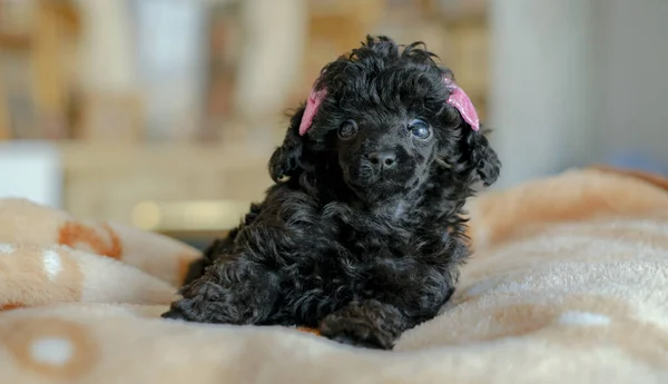Small Black Poodle Puppy Lies Blanket Room Best Holiday Gift — Fotografia de Stock
