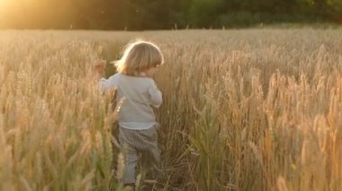 Çocuk yazın gün batımında bir buğday tarlasında yürür. Dünya tahıl krizi.