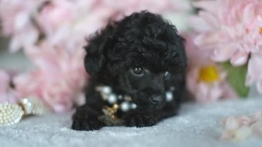 Küçük siyah bir kaniş yavrusu çiçekli bir yatakta oturur. Bir kız için hediye, siyah bir kaniş yavrusudur. Köpekleri severim..