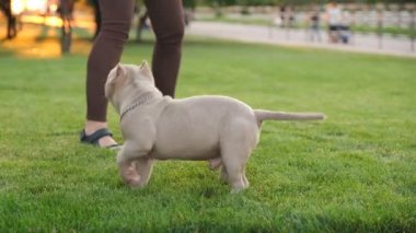 American Bully puppies on an evening walk in the park. Love for the American Bully. Walking with a puppy in summer.