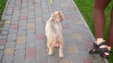 American Bully puppies on an evening walk in the park. Love for the American Bully. Walking with a puppy in summer.