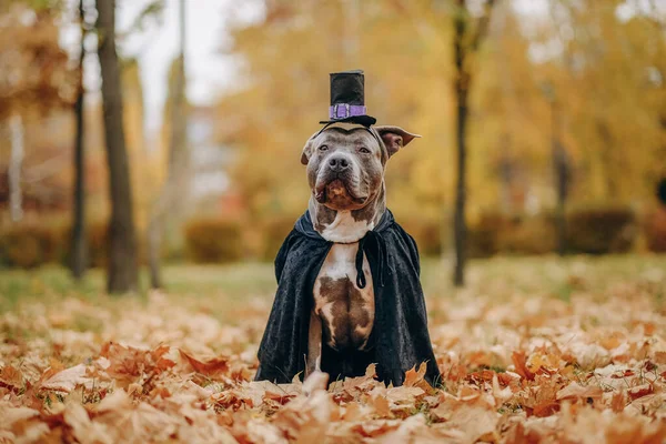 American Bully dog dressed in a costume for the celebration of Halloween. A dog in a vampire bat costume. Preparing the dog for Halloween.