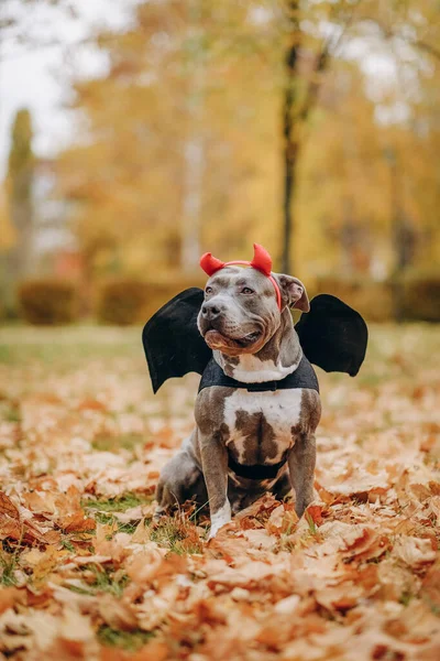 American Bully Hund Einem Kostüm Für Die Feier Von Halloween — Stockfoto
