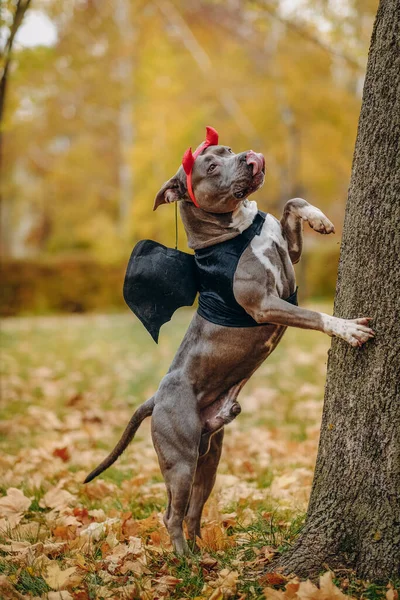 American Bully dog dressed in a costume for the celebration of Halloween. A dog in a vampire bat costume. Preparing the dog for Halloween.