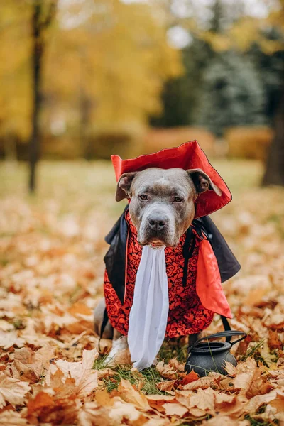 American Bully dog dressed in a costume for the celebration of Halloween. A dog in a vampire costume. Preparing the dog for Halloween.