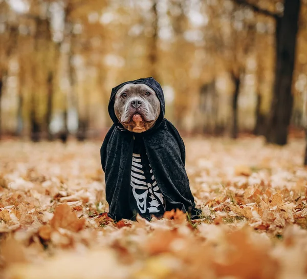American Bully dog dressed in a costume for the celebration of Halloween. Dog in a skeleton costume. Preparing the dog for Halloween.