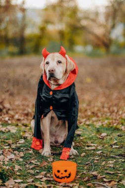 Cadılar Bayramı kutlaması için Labrador köpeği kostümü giymişti. Vampir kostümü giymiş bir köpek. Köpeği Cadılar Bayramı 'na hazırlıyorum..
