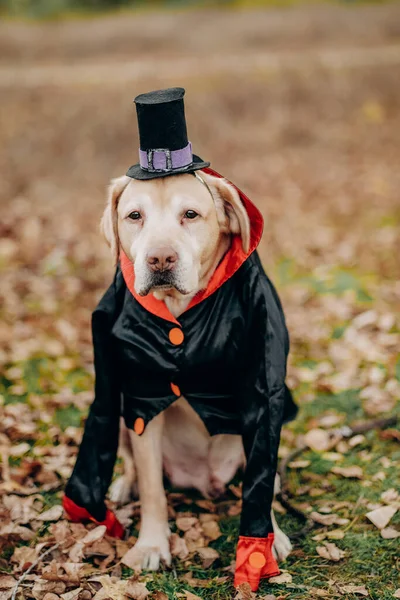 Labrador dog dressed in a costume for the celebration of Halloween. A dog in a vampire costume. Preparing the dog for Halloween.