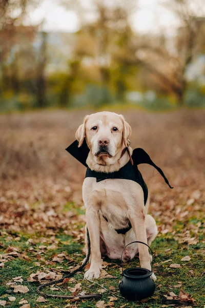 Preparing Halloween Costumes Dogs Labrador Retriever Sits Autumn Park Batman — ストック写真