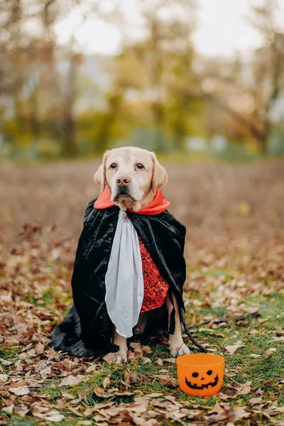 Labrador dog dressed in a costume for the celebration of Halloween. A dog in a vampire costume. Preparing the dog for Halloween.