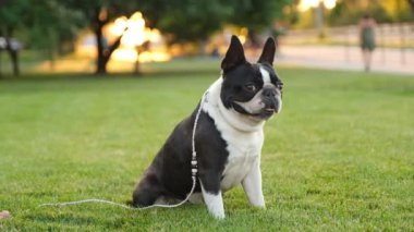 Akşamları yürüyüşe çıkan Fransız bulldog. Siyah ve beyaz fransız bulldog yazın parkta çimlerin üzerinde oturur. Hayvanlar için aşk.