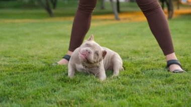 American Bully puppies on an evening walk in the park. Love for the American Bully. Walking with a puppy in summer.