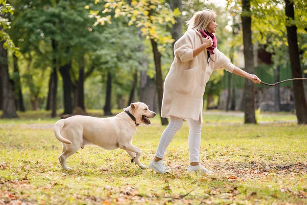 Ung Kvinna Leker Med Sin Hund Labrador Parken Höst Kastar — Stockfoto