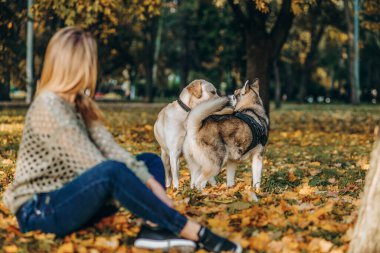 A young blonde woman is playing in the autumn park with her labrador. Evening walk with a labrador. Love for pets.
