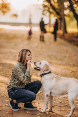 A young blonde woman is playing in the autumn park with her labrador. Evening walk with a labrador. Love for pets.