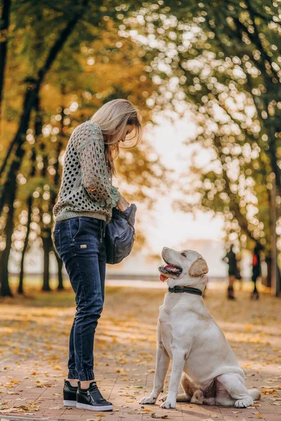 Young Blonde Woman Playing Autumn Park Her Labrador Evening Walk — Zdjęcie stockowe