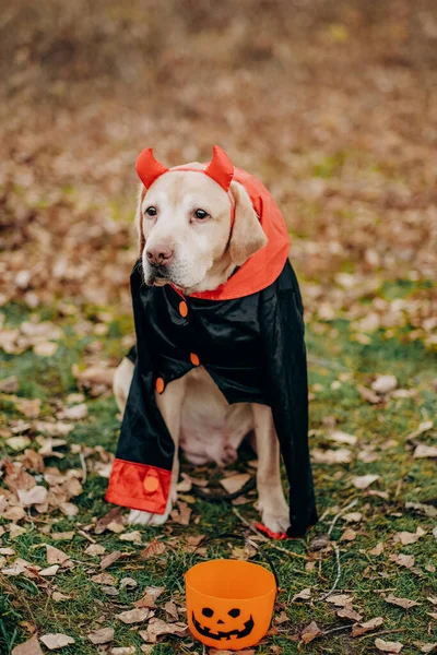 Labrador dog dressed in a costume for the celebration of Halloween. A dog in a vampire costume. Preparing the dog for Halloween.