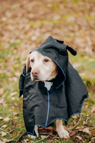 trick or treat. Preparing for Halloween. Costumes for dogs. Labrador retriever sits in an autumn park in a batman costume.