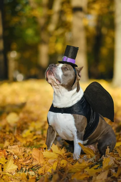 American Bully dog dressed in a costume for the celebration of Halloween. A dog in a vampire bat costume. Preparing the dog for Halloween.