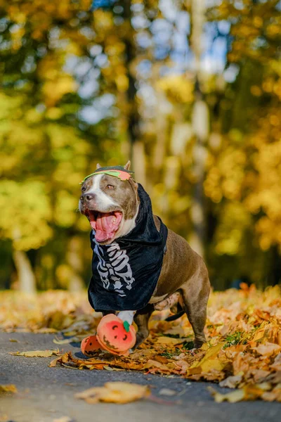 American Bully dog dressed in a costume for the celebration of Halloween. Dog in a skeleton costume. Preparing the dog for Halloween.