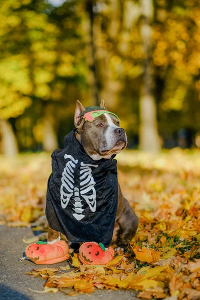 American Bully dog dressed in a costume for the celebration of Halloween. Dog in a skeleton costume. Preparing the dog for Halloween.