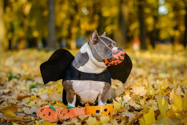 American Bully dog dressed in a costume for the celebration of Halloween. A dog in a bat costume. Preparing the dog for Halloween. Pet in a protective mask from the coronavirus before Halloween.