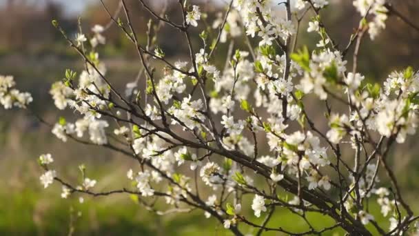 Cherry Blossom Spring April Flowering Trees Spring — Vídeo de Stock