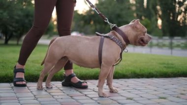 Evening walk with an American bully in the park. A young woman walks with her bully dog in summer. Love for pets.