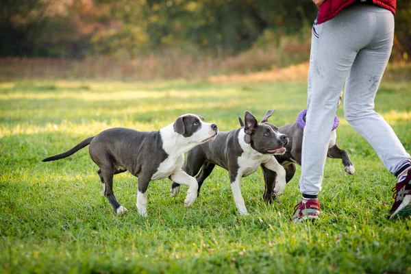 Morning walk with teenage Staffordshire Terriers in the park. Love for pets. Autumn walk with dogs.